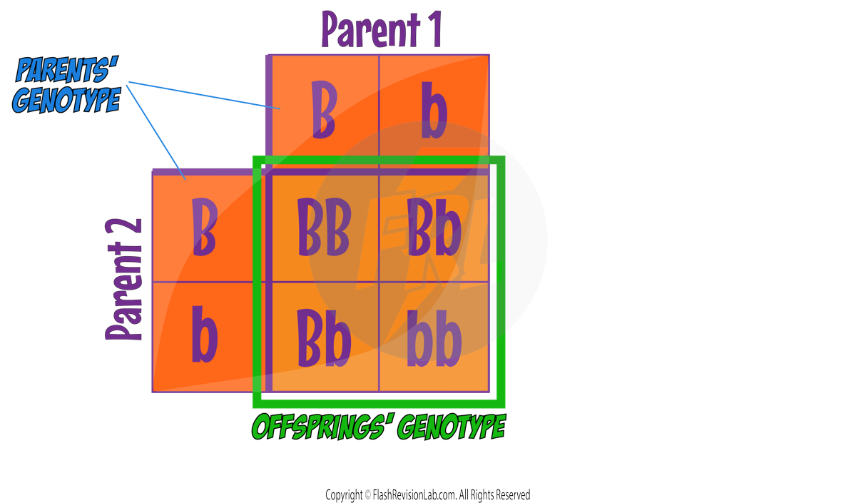 Punnett Square Offspring